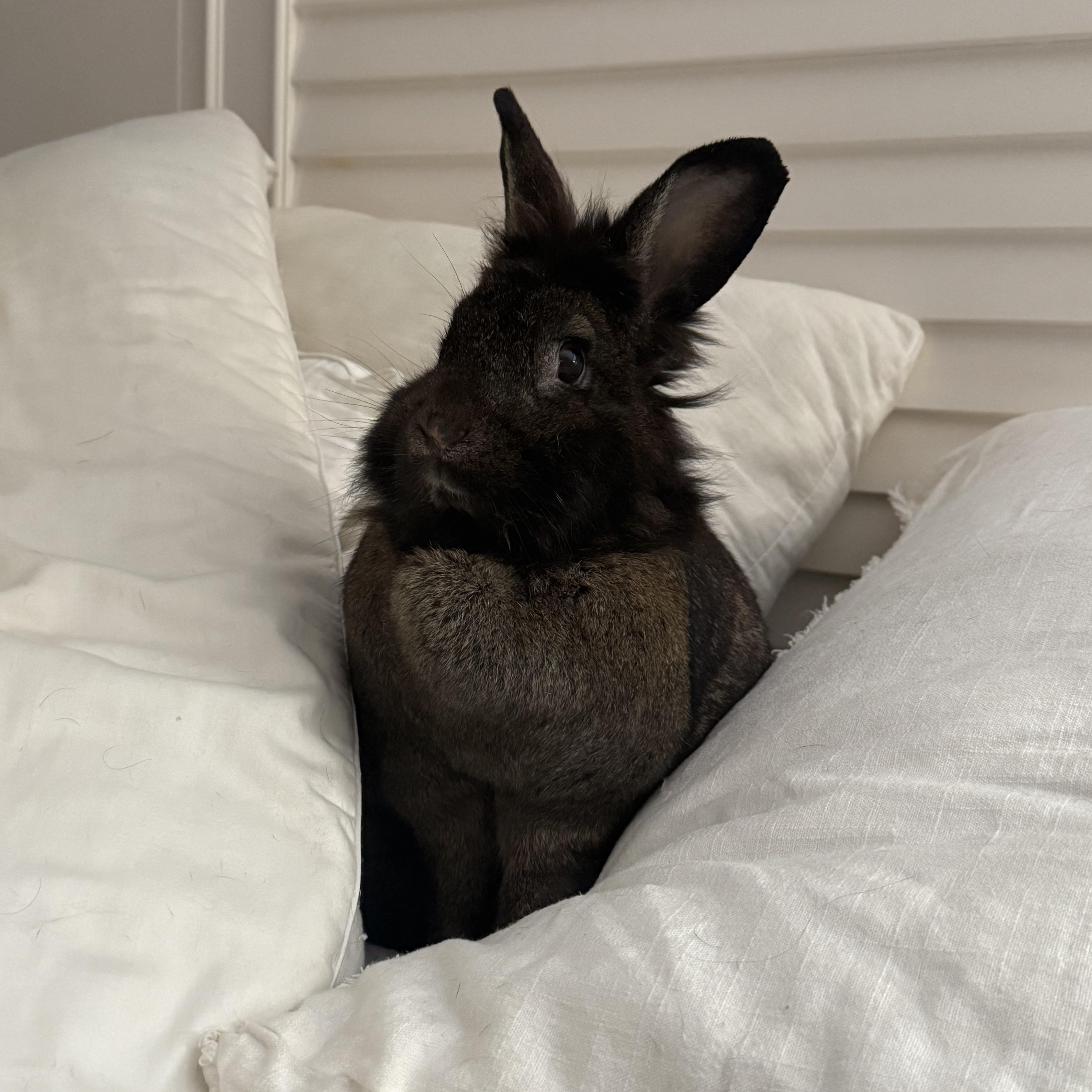 Enlarge Maya, a Adoptable Lionhead in Bishopville, SC image 2/2