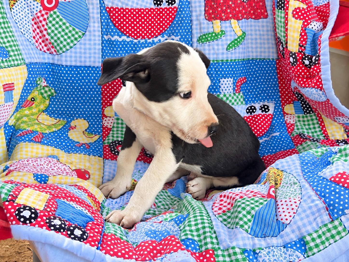 Enlarge Breakout West, a Adoptable mixed breed in Woburn, MA image 2/5