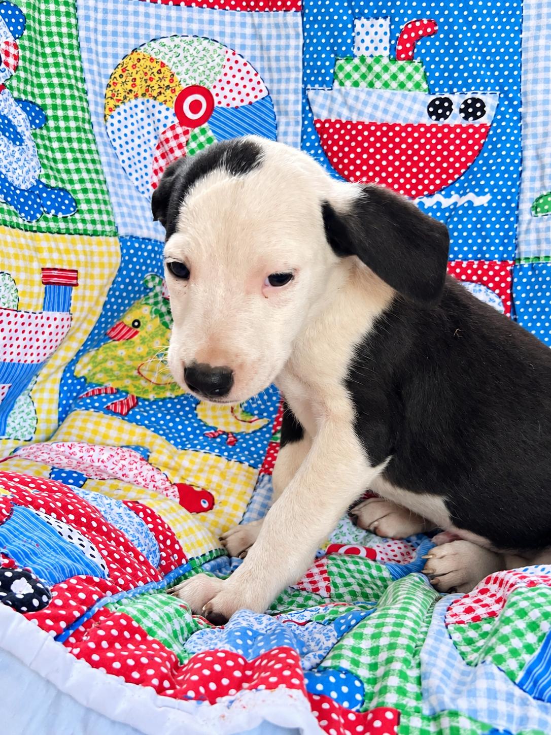 Enlarge Breakout West, a Adoptable mixed breed in Woburn, MA image 5/5