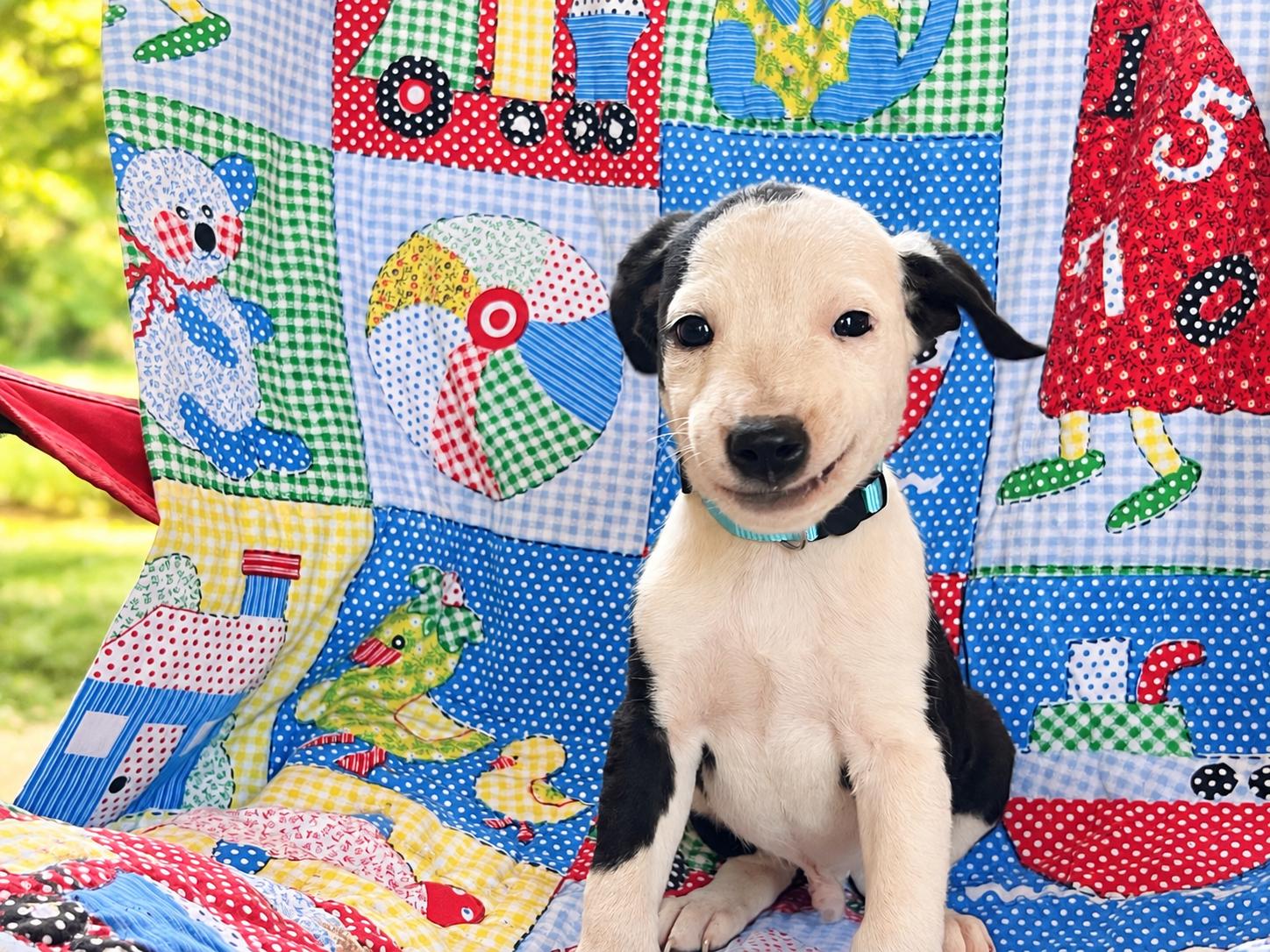 Enlarge Breakout West, a Adoptable mixed breed in Woburn, MA image 3/5