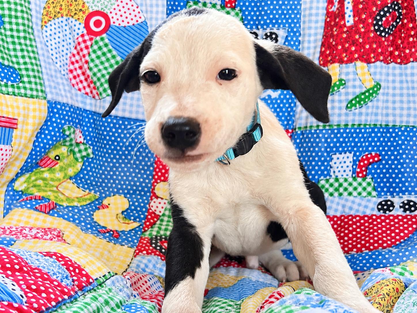 Enlarge Breakout West, a Adoptable mixed breed in Woburn, MA image 1/5