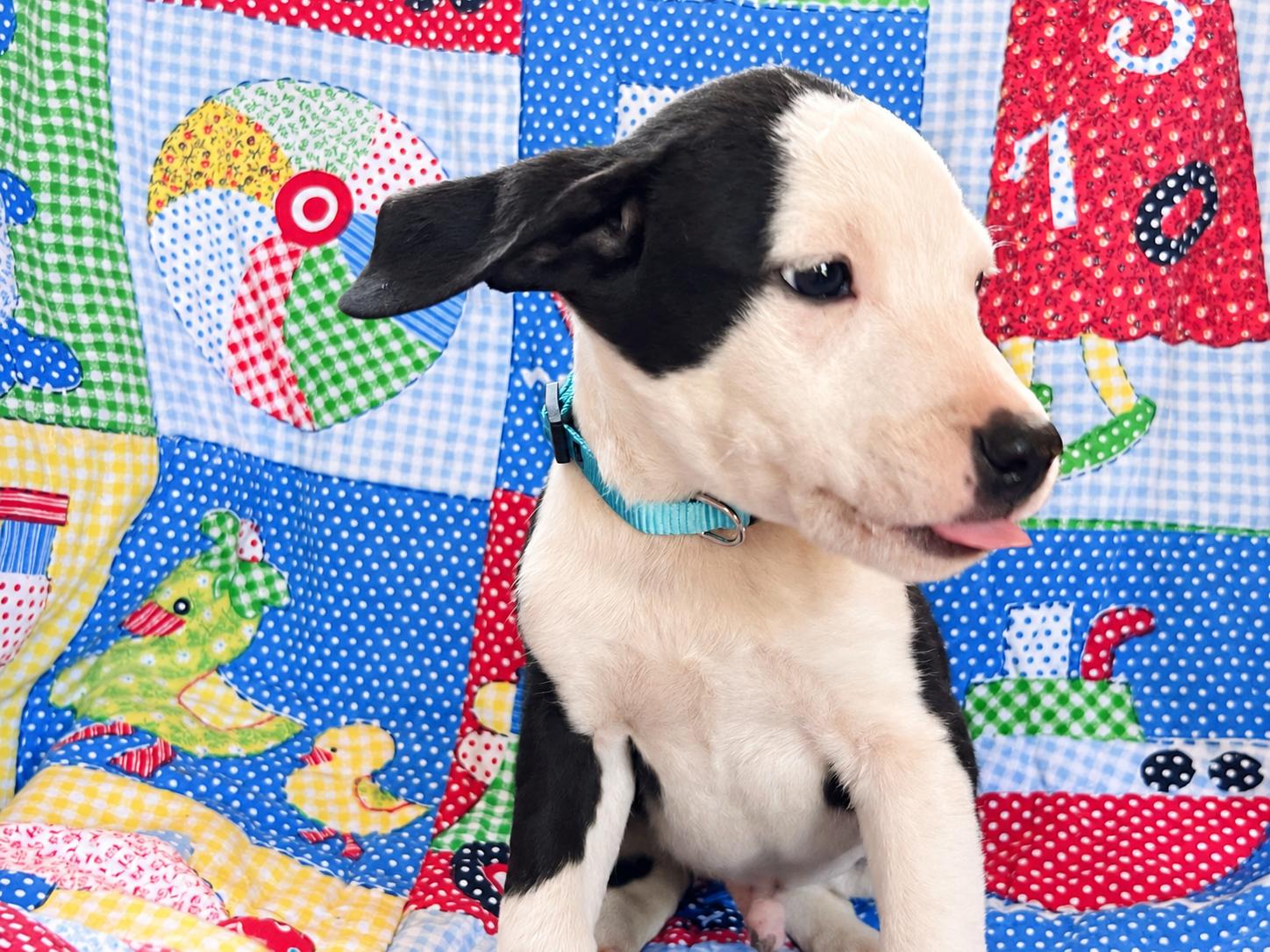 Enlarge Breakout West, a Adoptable mixed breed in Woburn, MA image 4/5