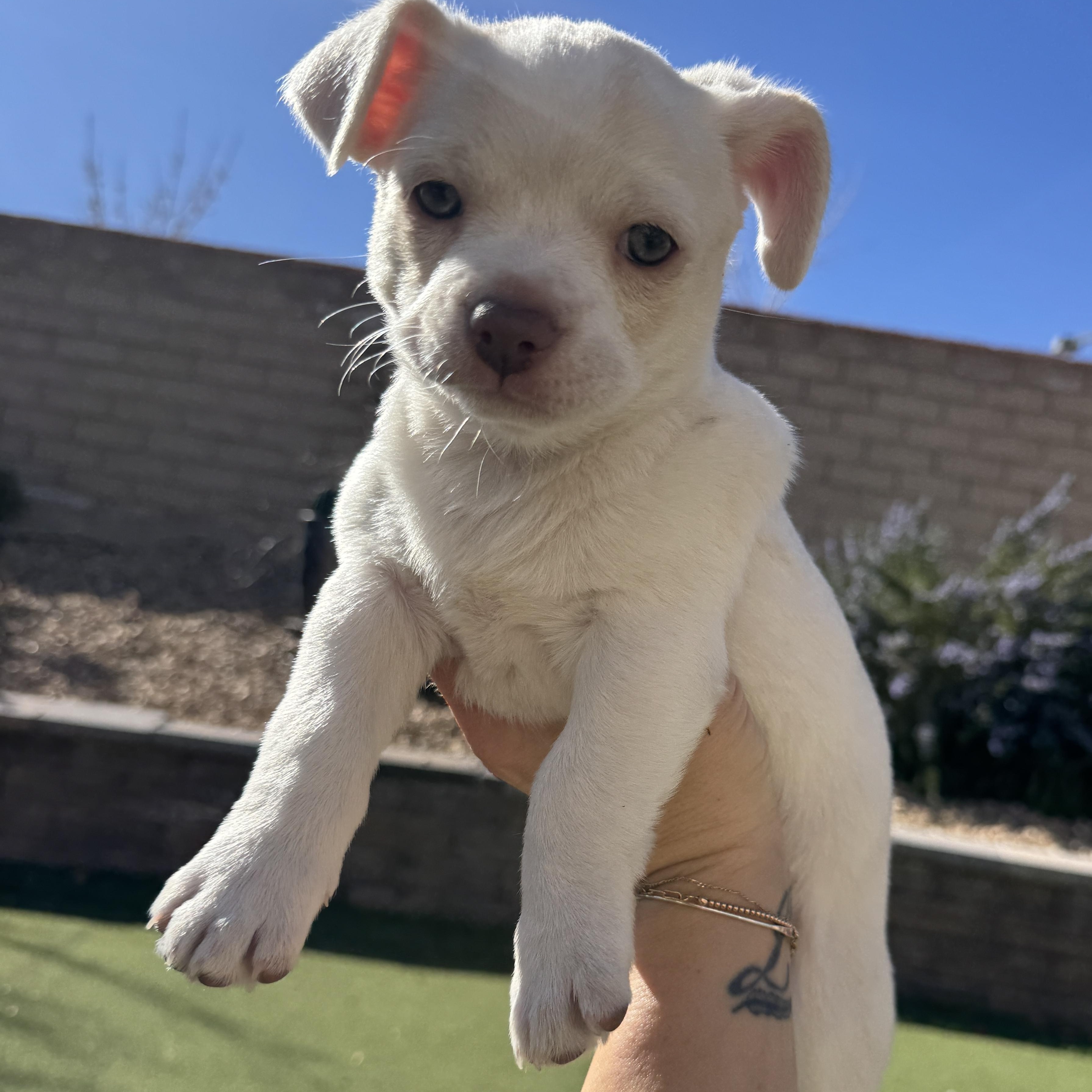 Enlarge Star, a Adoptable mixed breed in Henderson, NV image 1/1