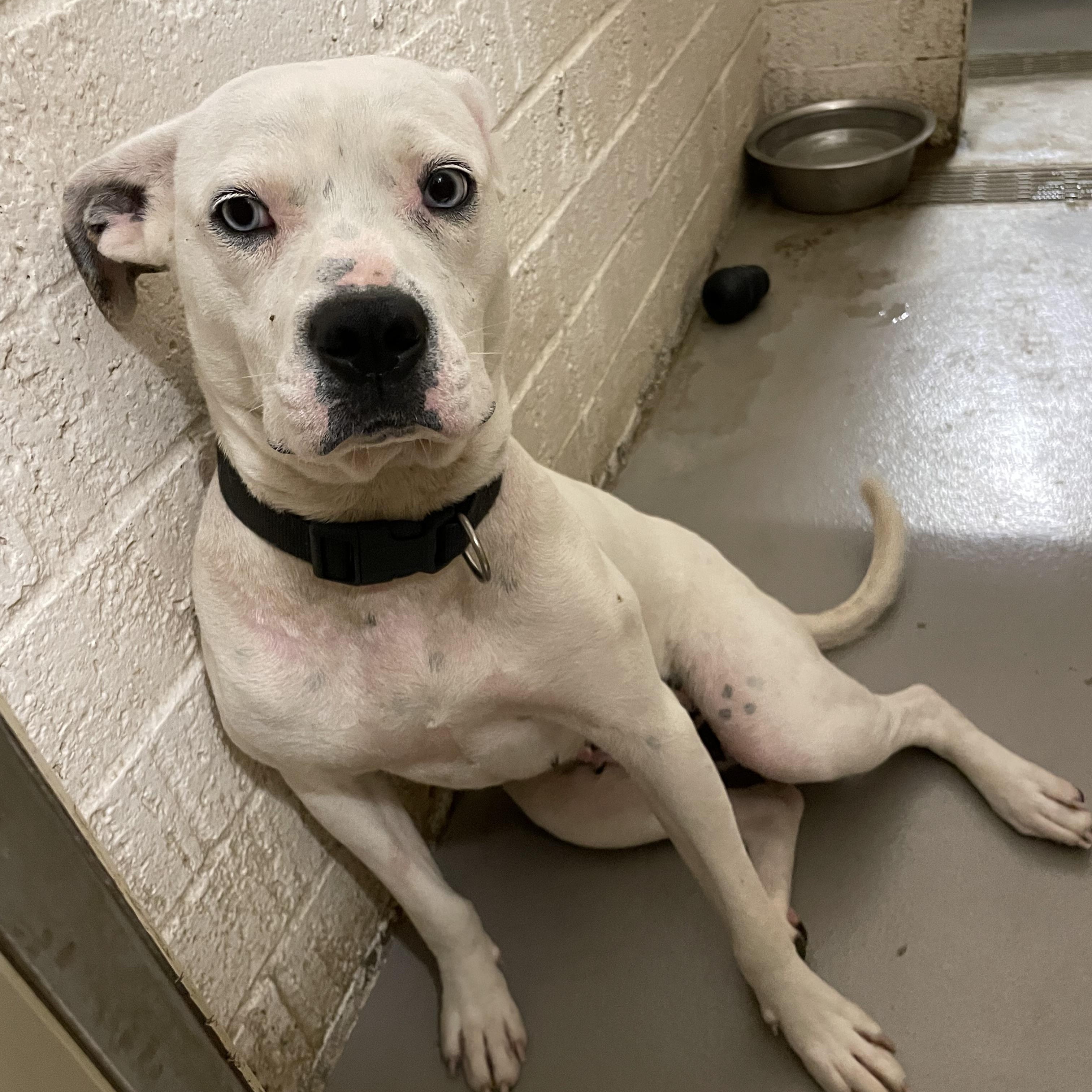 Enlarge Clarice AVAILABLE, a Adoptable mixed breed in Canton, OH image 4/5