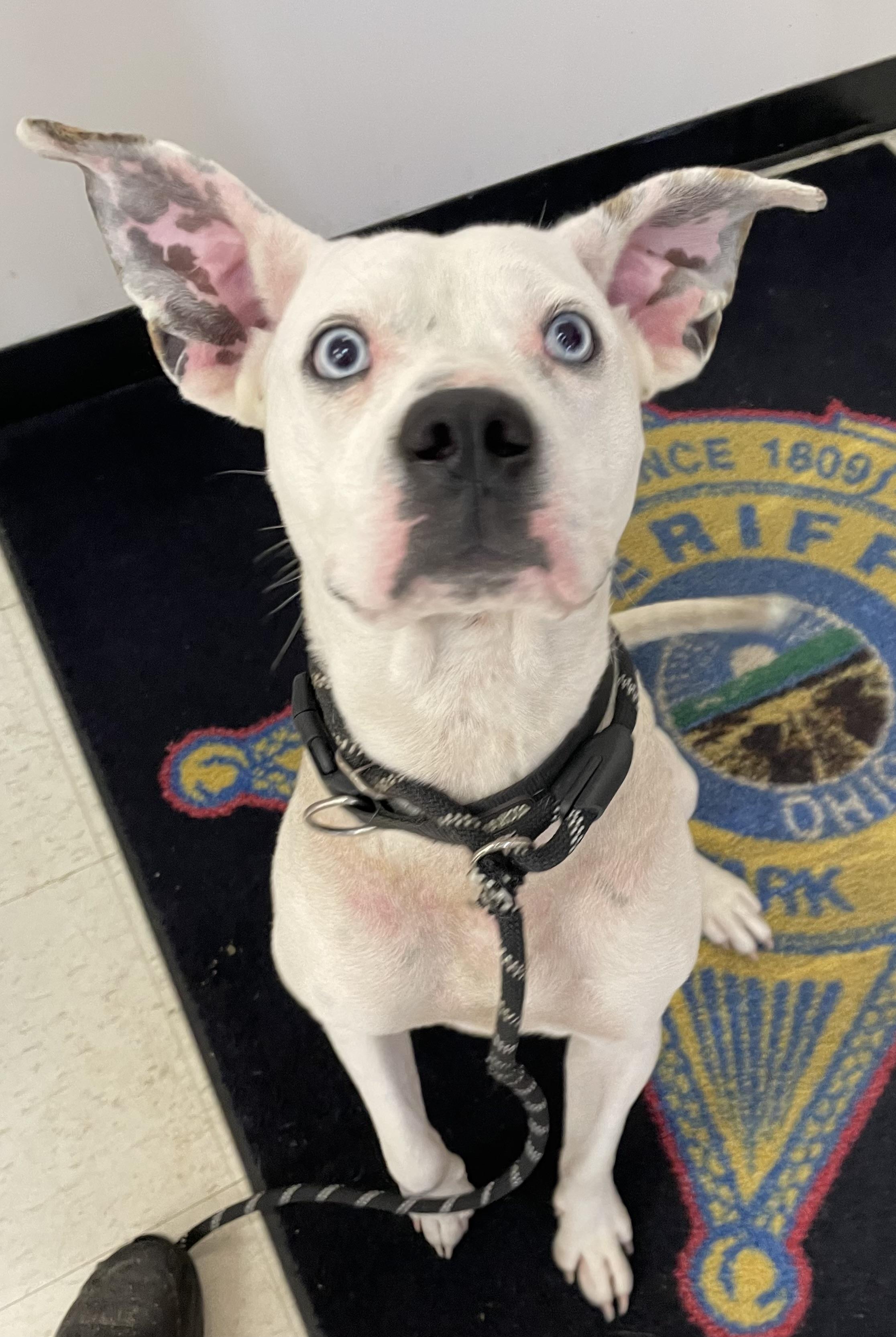 Enlarge Clarice AVAILABLE, a Adoptable mixed breed in Canton, OH image 2/5