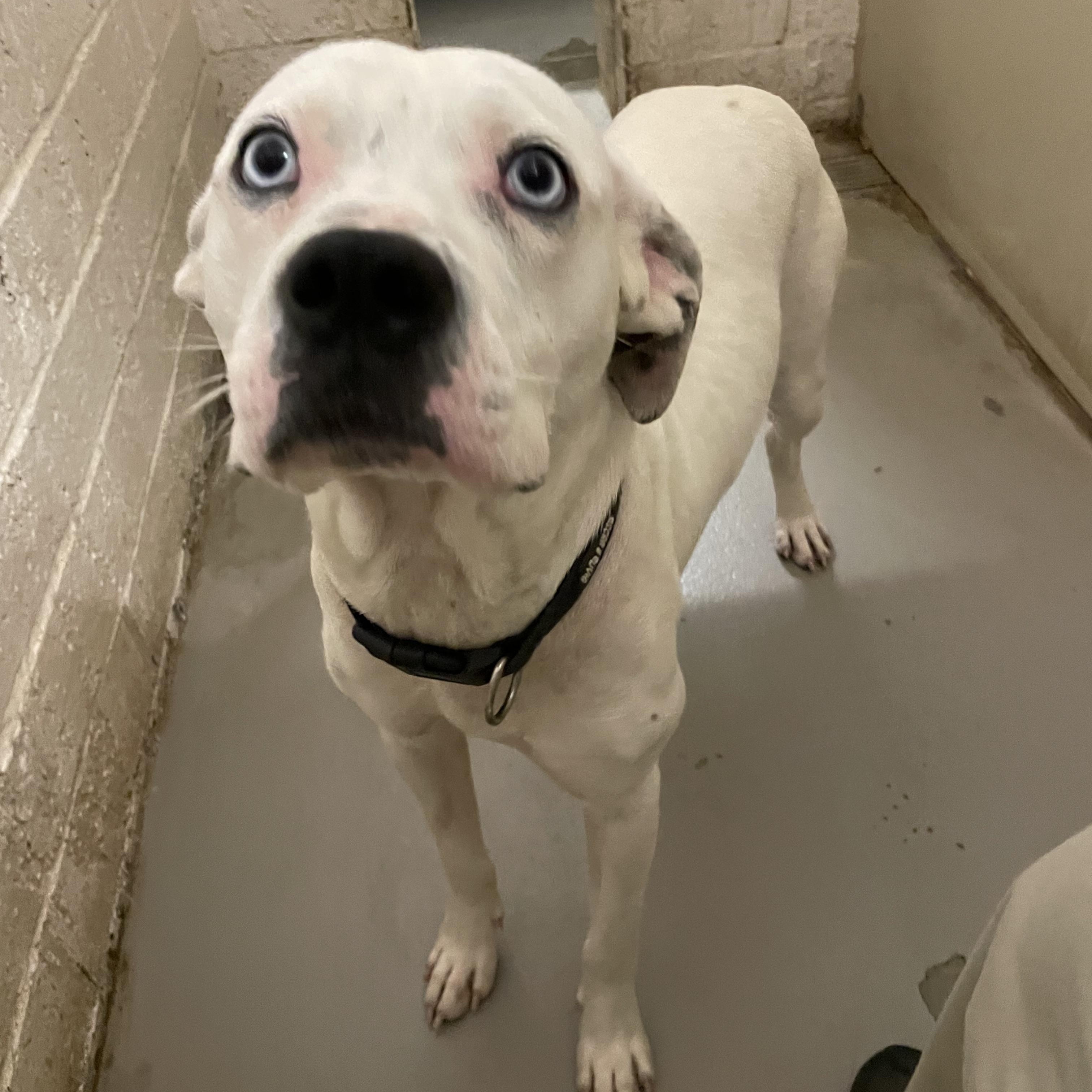 Enlarge Clarice AVAILABLE, a Adoptable mixed breed in Canton, OH image 3/5
