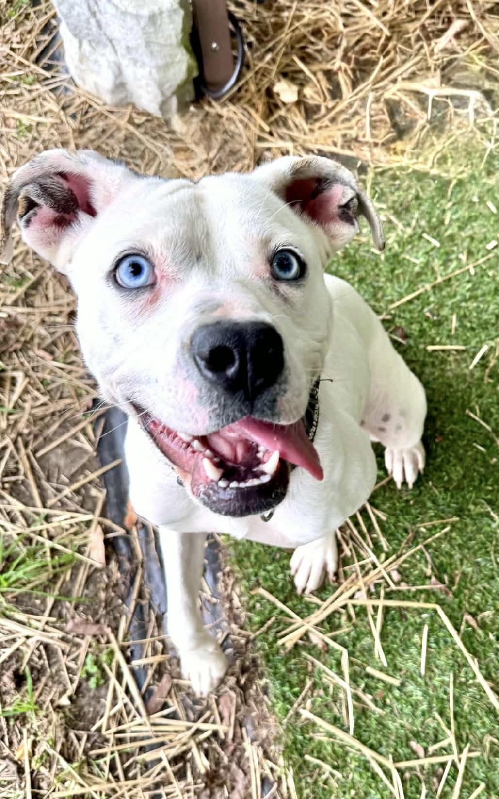 Enlarge Clarice AVAILABLE, a Adoptable mixed breed in Canton, OH image 1/5