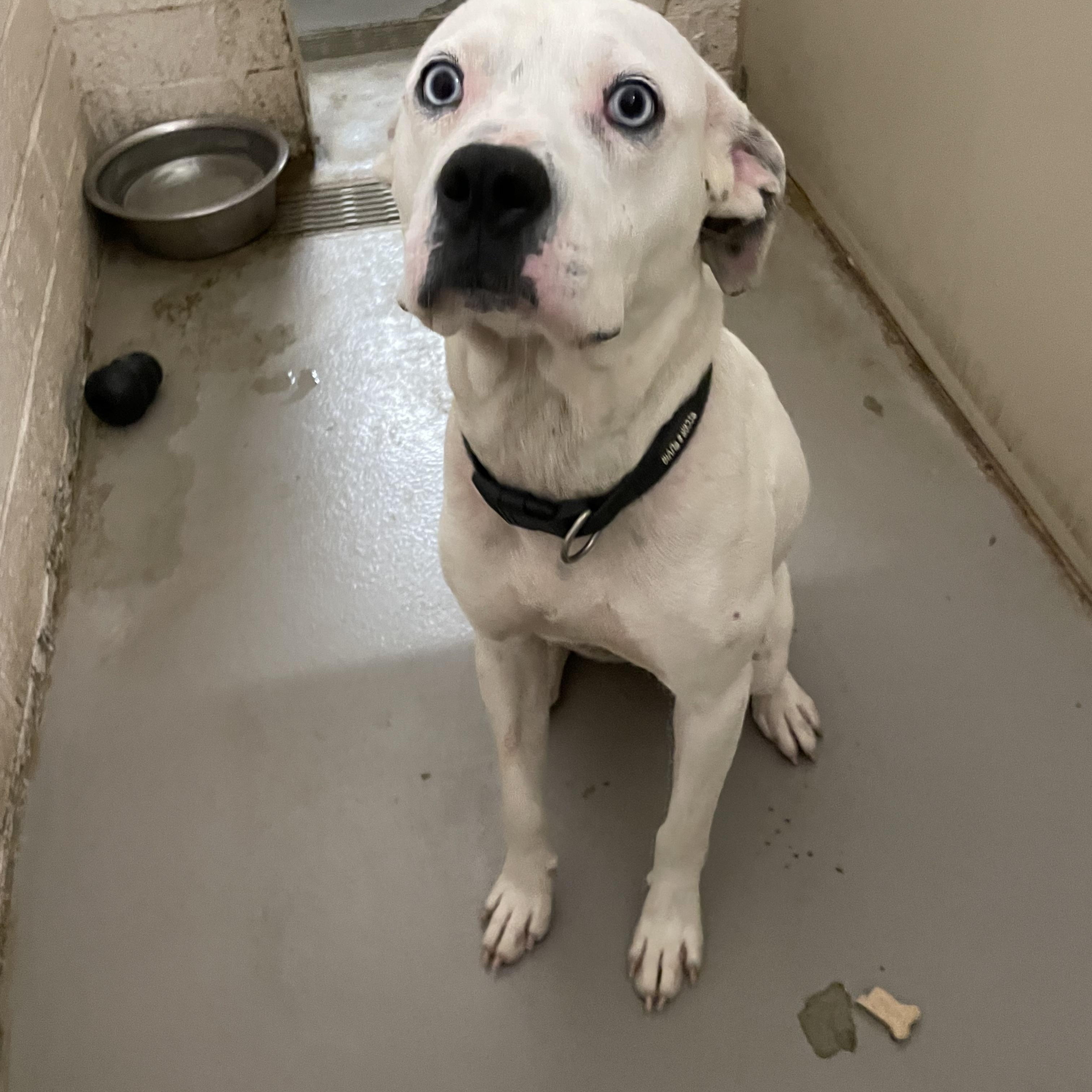 Enlarge Clarice AVAILABLE, a Adoptable mixed breed in Canton, OH image 5/5