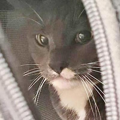 Enlarge Smokey, a Adoptable mixed breed in Burlington, WA image 1/1