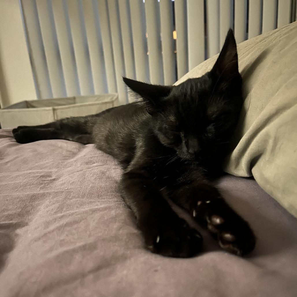 Enlarge Banshee, a Adoptable Domestic Short Hair in Costa Mesa, CA image 1/6