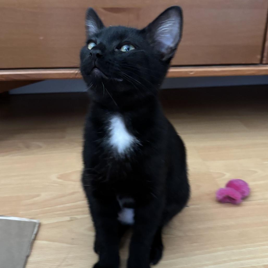 Enlarge Banshee, a Adoptable Domestic Short Hair in Costa Mesa, CA image 3/6