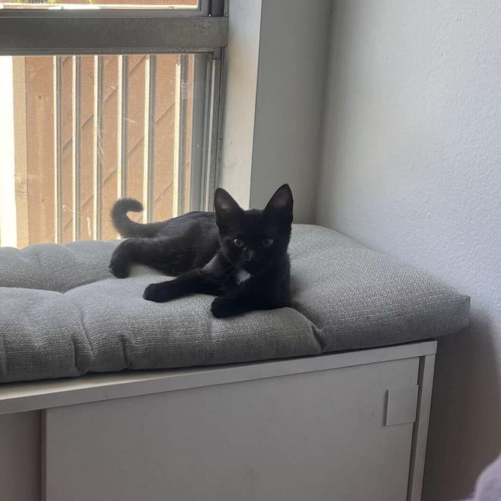 Enlarge Banshee, a Adoptable Domestic Short Hair in Costa Mesa, CA image 4/6