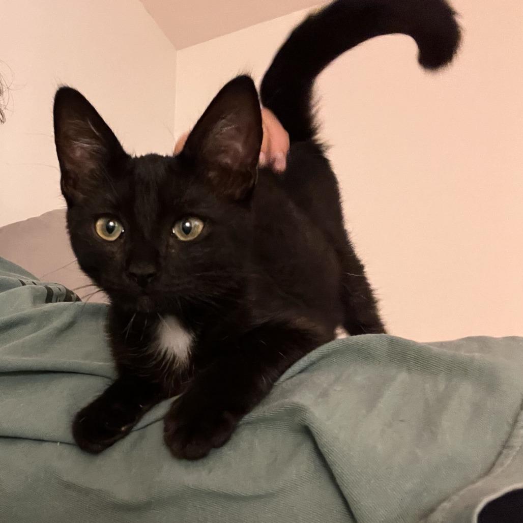 Enlarge Banshee, a Adoptable Domestic Short Hair in Costa Mesa, CA image 5/6