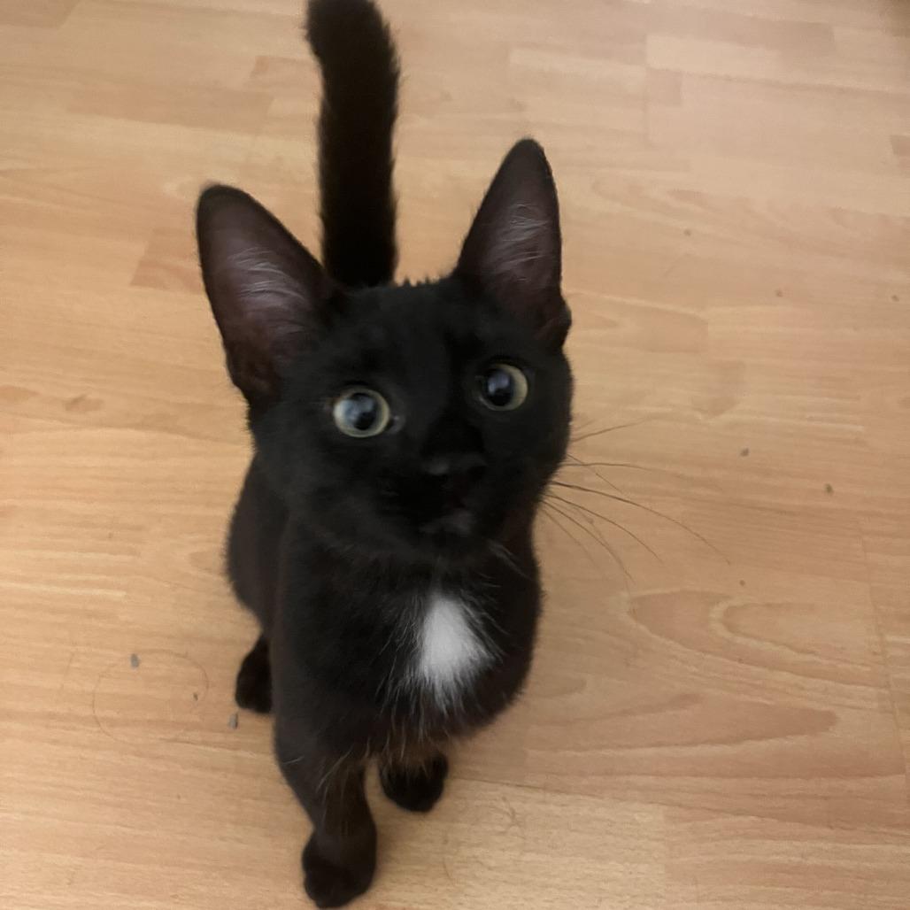 Enlarge Banshee, a Adoptable Domestic Short Hair in Costa Mesa, CA image 6/6
