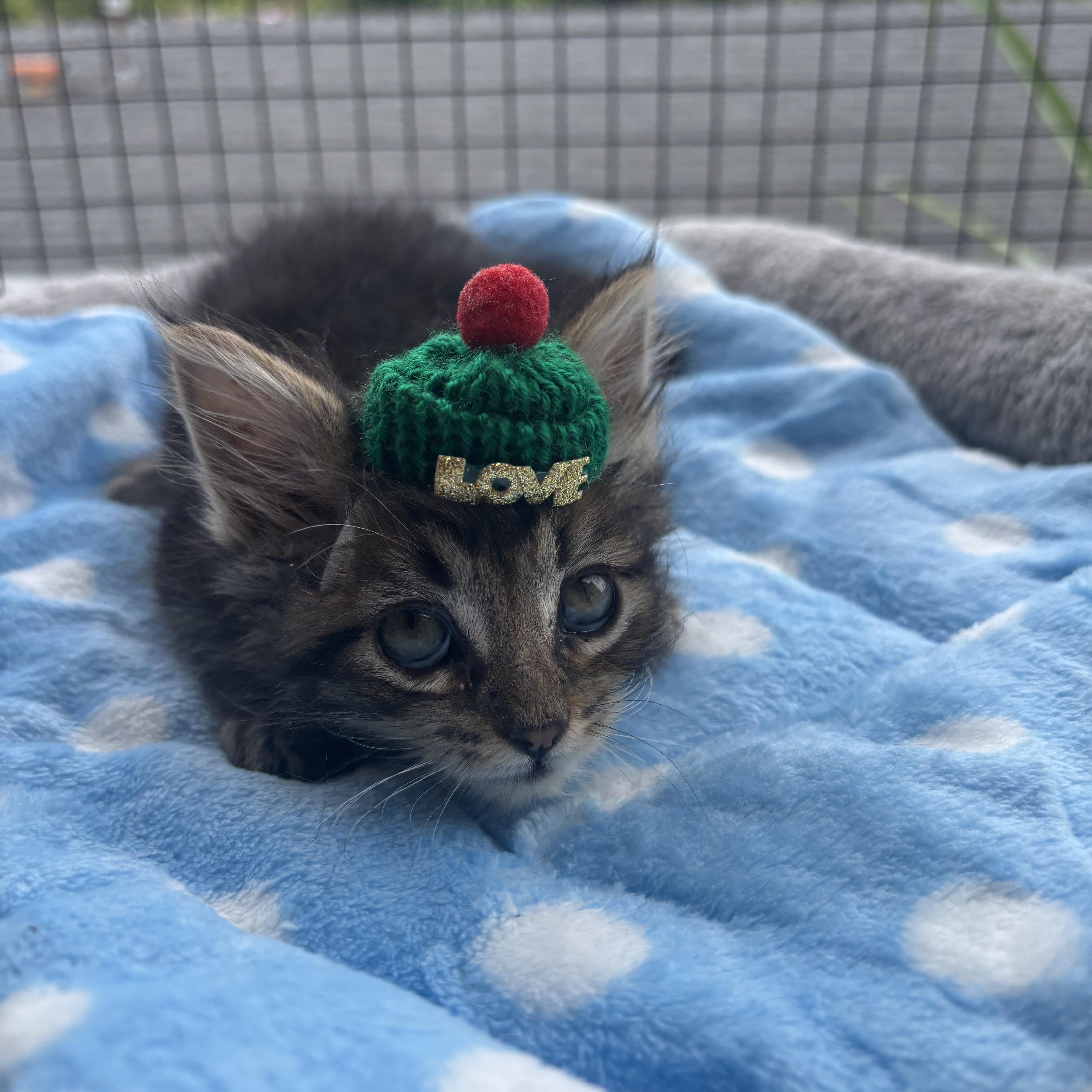 Einstein , an adopted Domestic Medium Hair in Costa Mesa, CA image 2/3