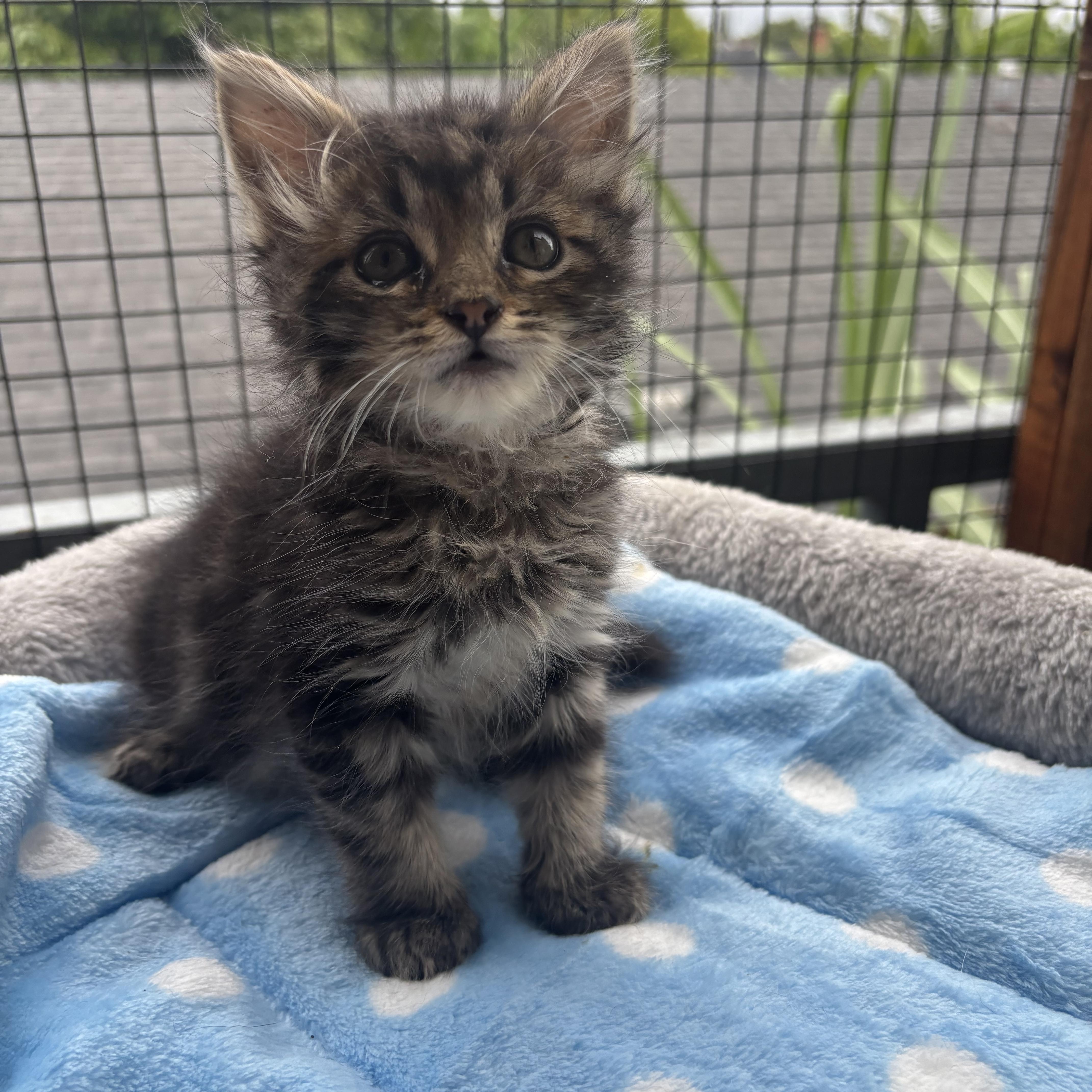 Einstein , an adopted Domestic Medium Hair in Costa Mesa, CA image 3/3
