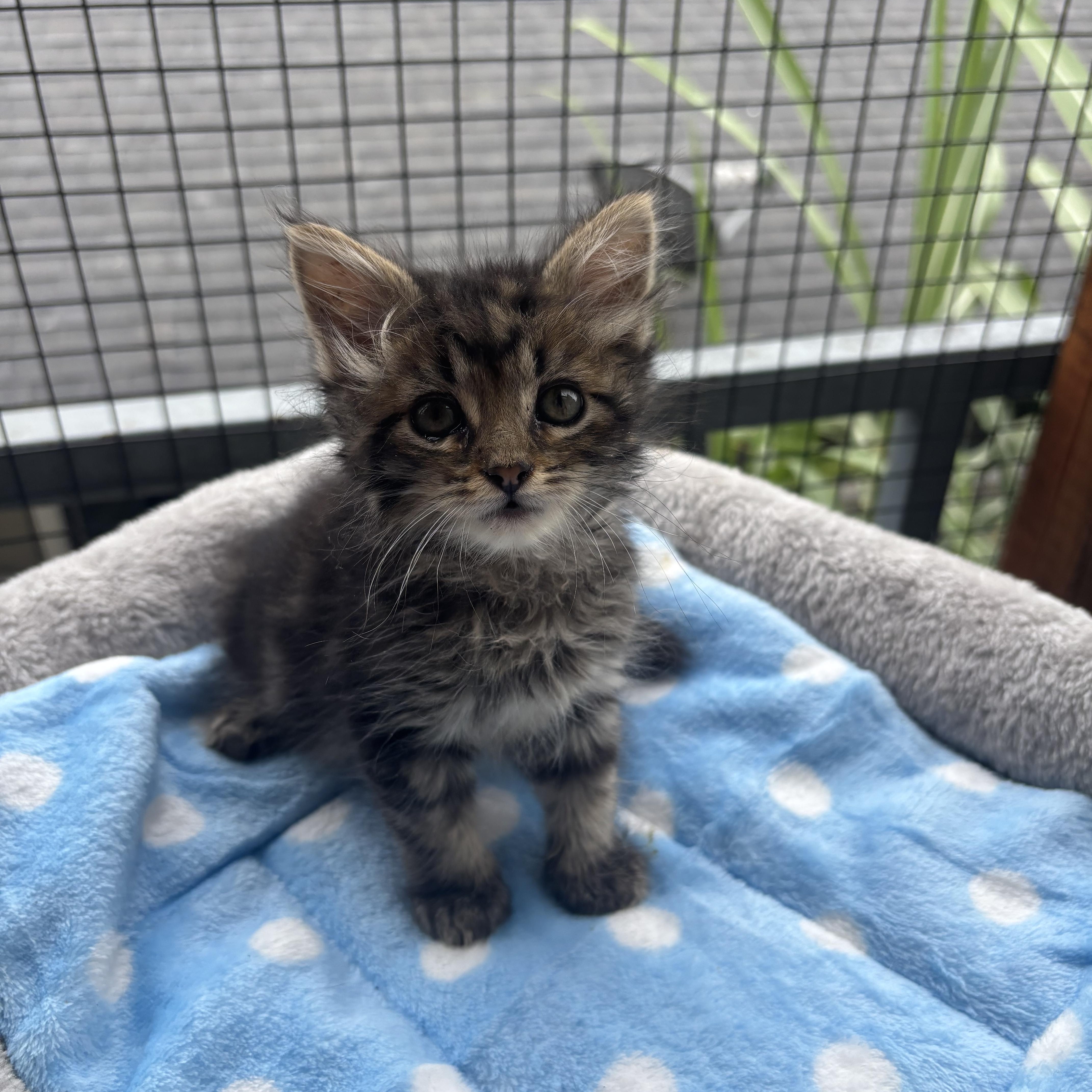 Einstein , an adopted Domestic Medium Hair in Costa Mesa, CA image 1/3