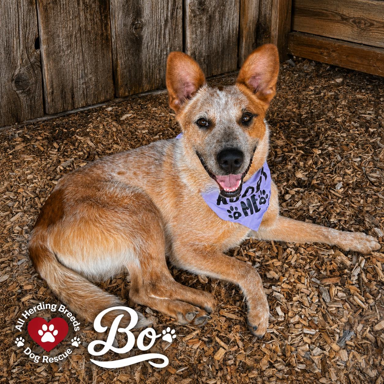 Enlarge Bo, an adoptable mixed breed in Joliet, IL image 2/4
