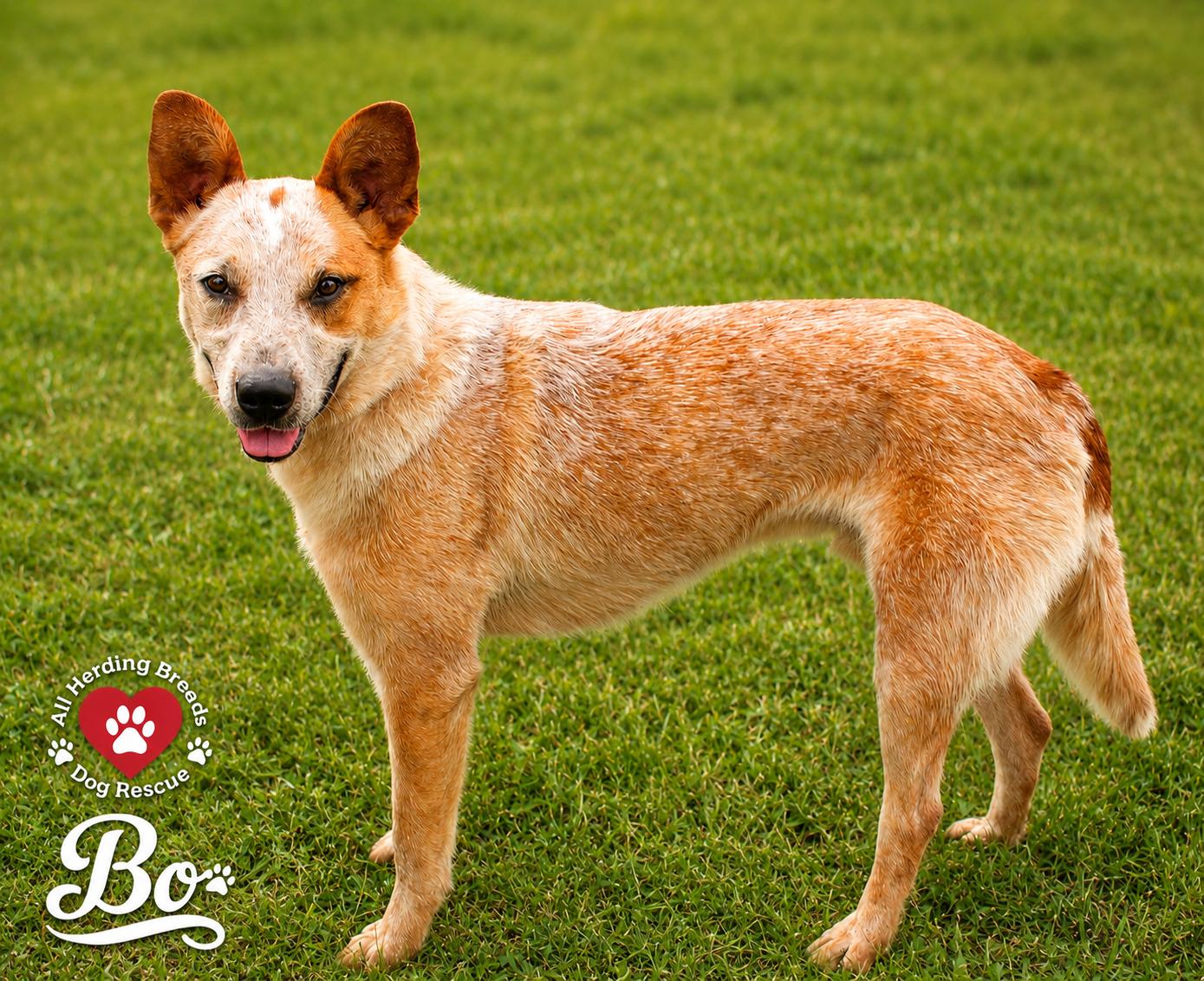 Enlarge Bo, an adoptable mixed breed in Joliet, IL image 4/4