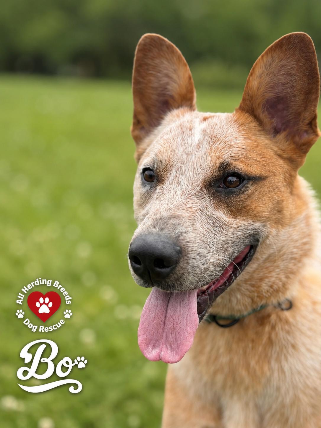 Bo, adopted, Young Male Cattle Dog.