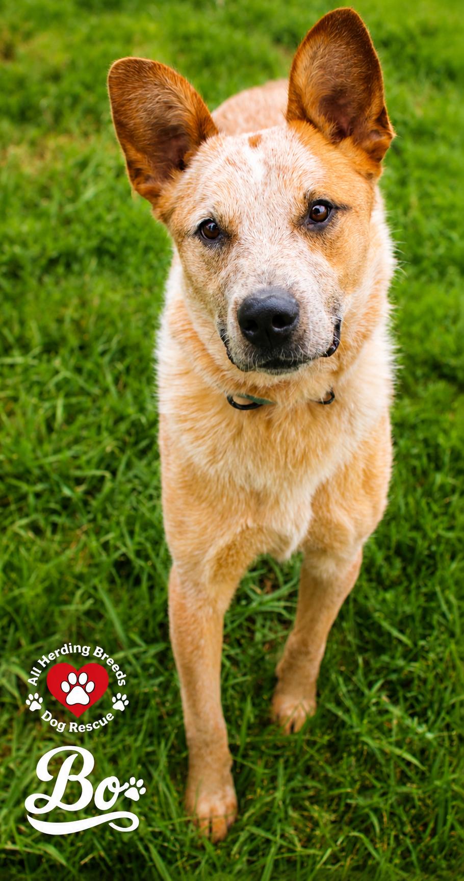 Enlarge Bo, an adoptable mixed breed in Joliet, IL image 3/4