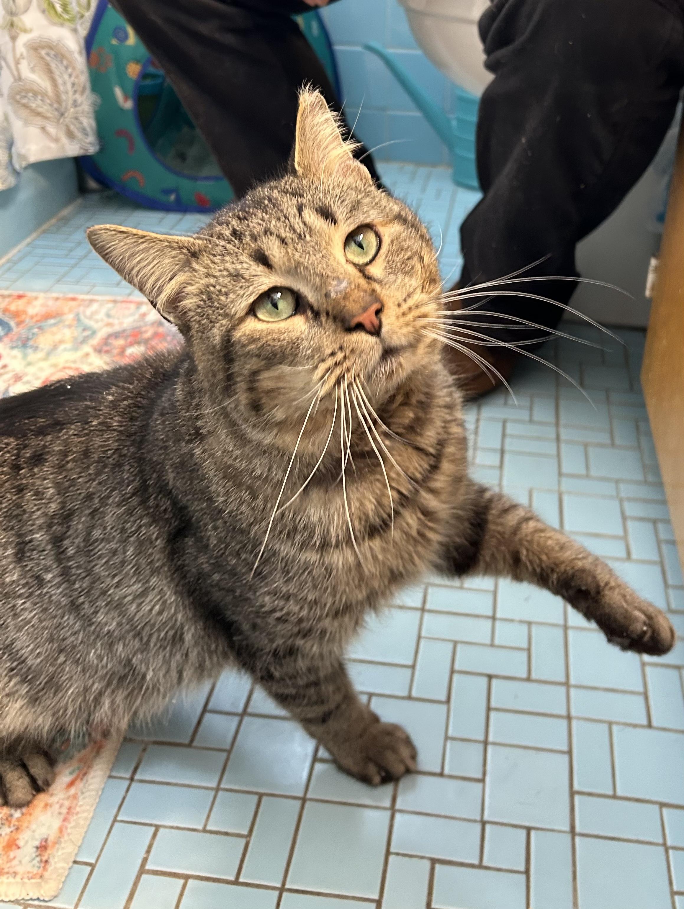 Enlarge Bruno, an adopted Domestic Short Hair in South Euclid, OH image 2/5