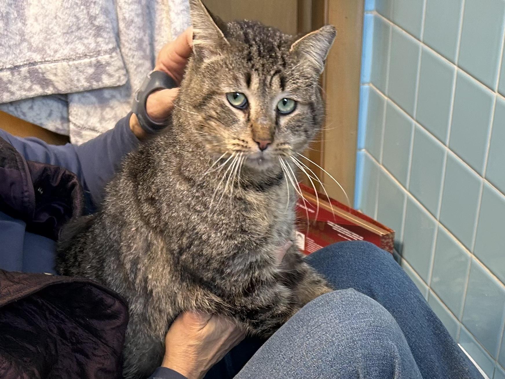 Enlarge Bruno, an adopted Domestic Short Hair in South Euclid, OH image 4/5