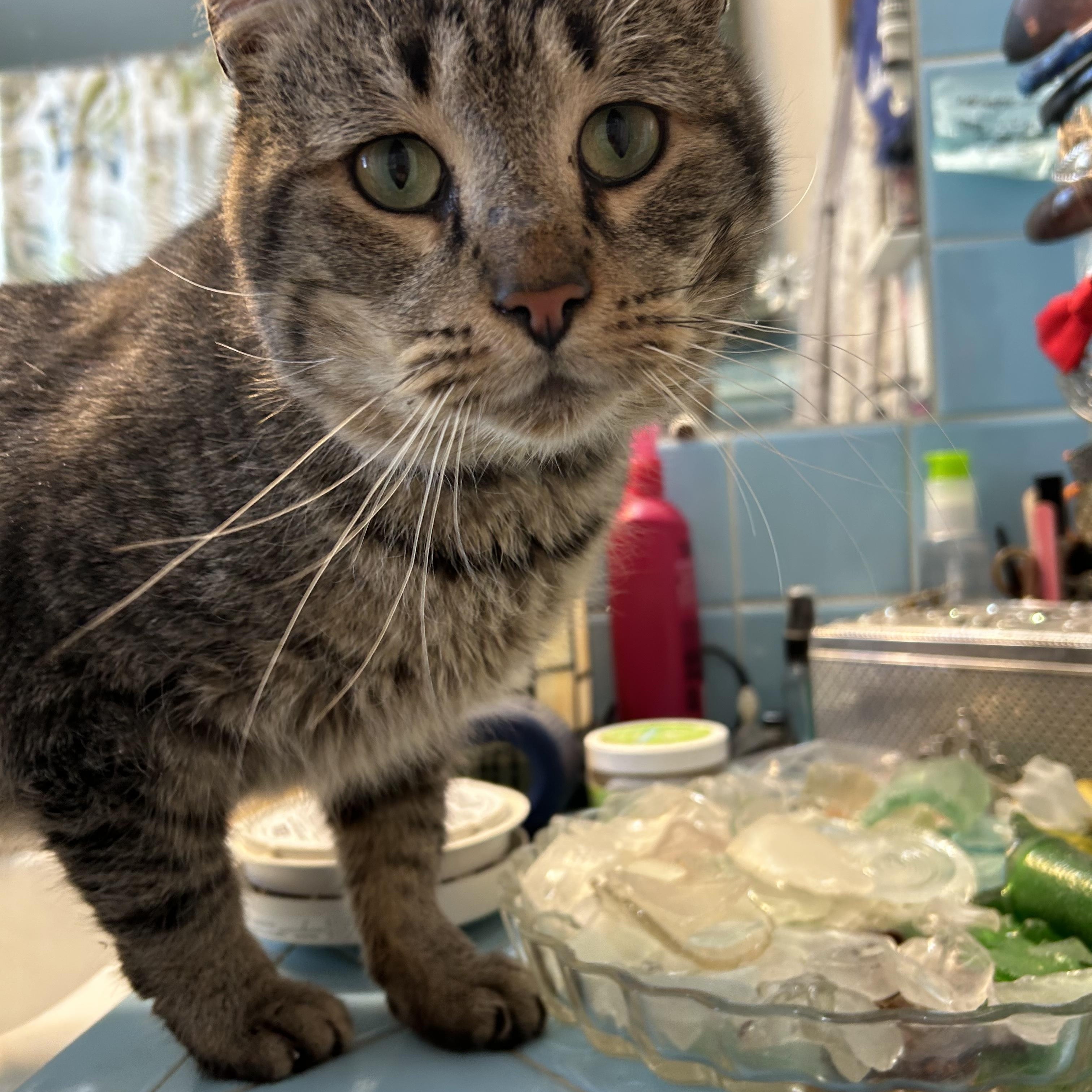 Enlarge Bruno, an adopted Domestic Short Hair in South Euclid, OH image 1/5