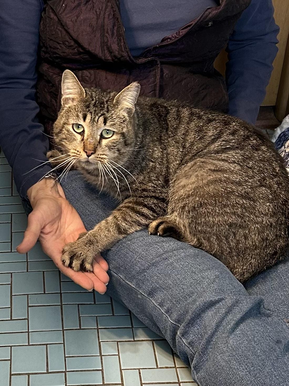 Enlarge Bruno, an adopted Domestic Short Hair in South Euclid, OH image 5/5