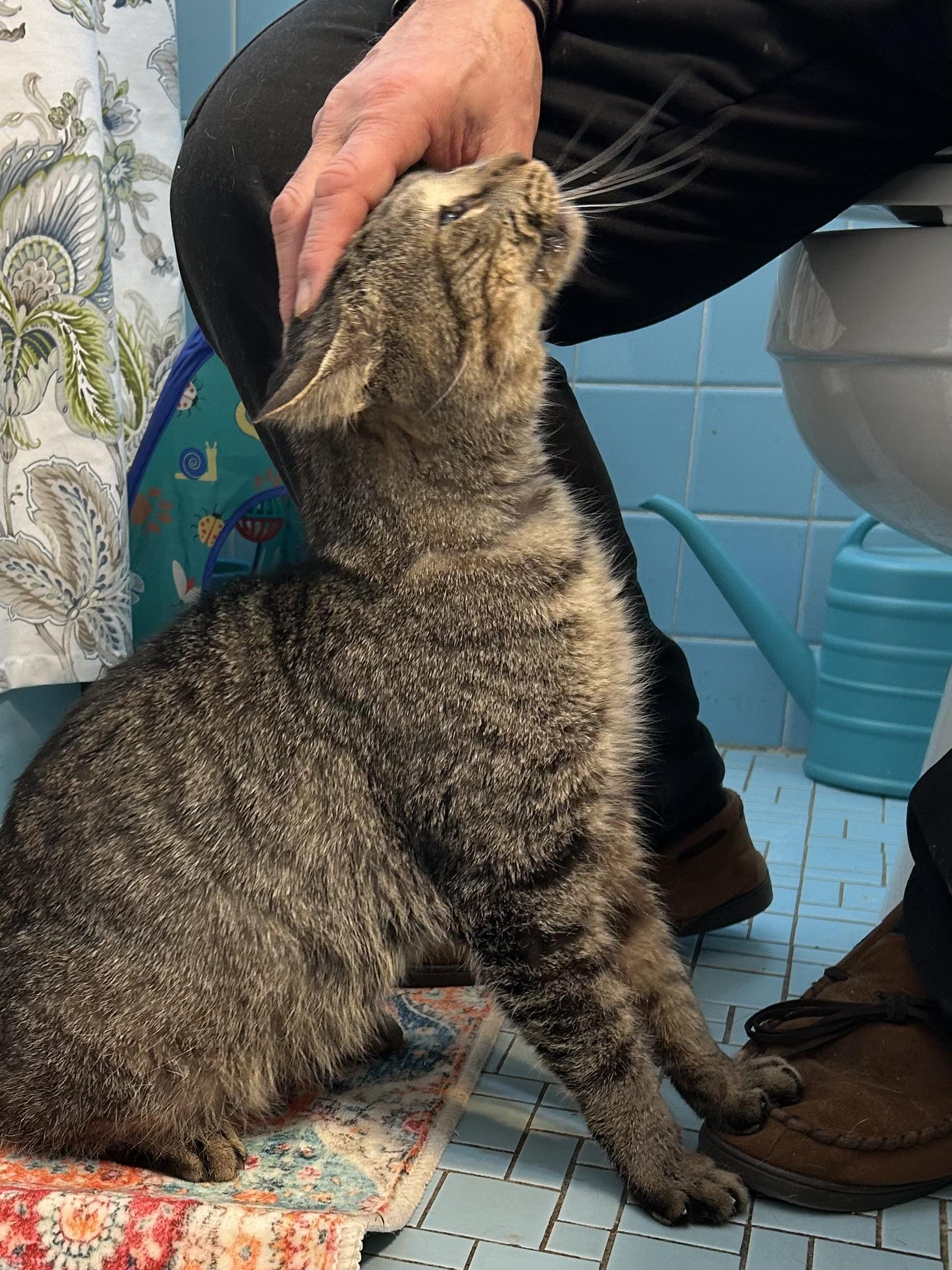 Enlarge Bruno, an adopted Domestic Short Hair in South Euclid, OH image 3/5