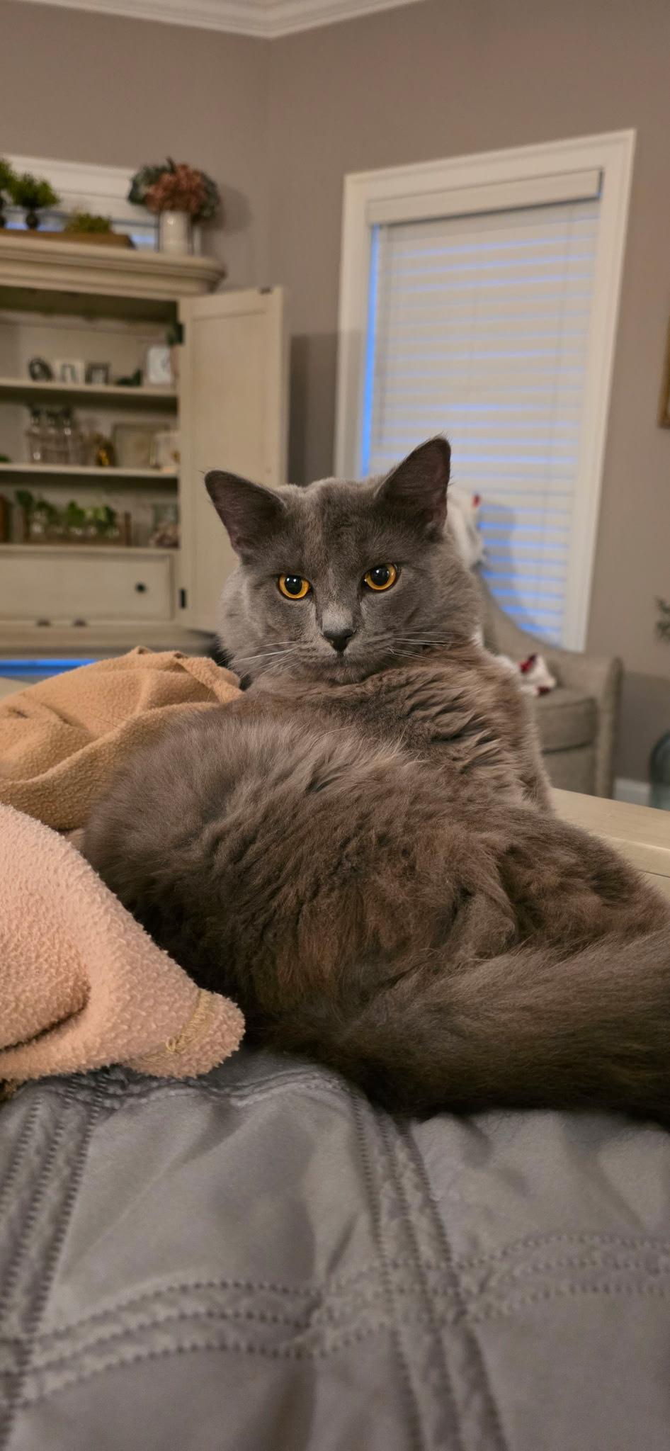 Chance, adopted, Young Male Russian Blue & American Shorthair.