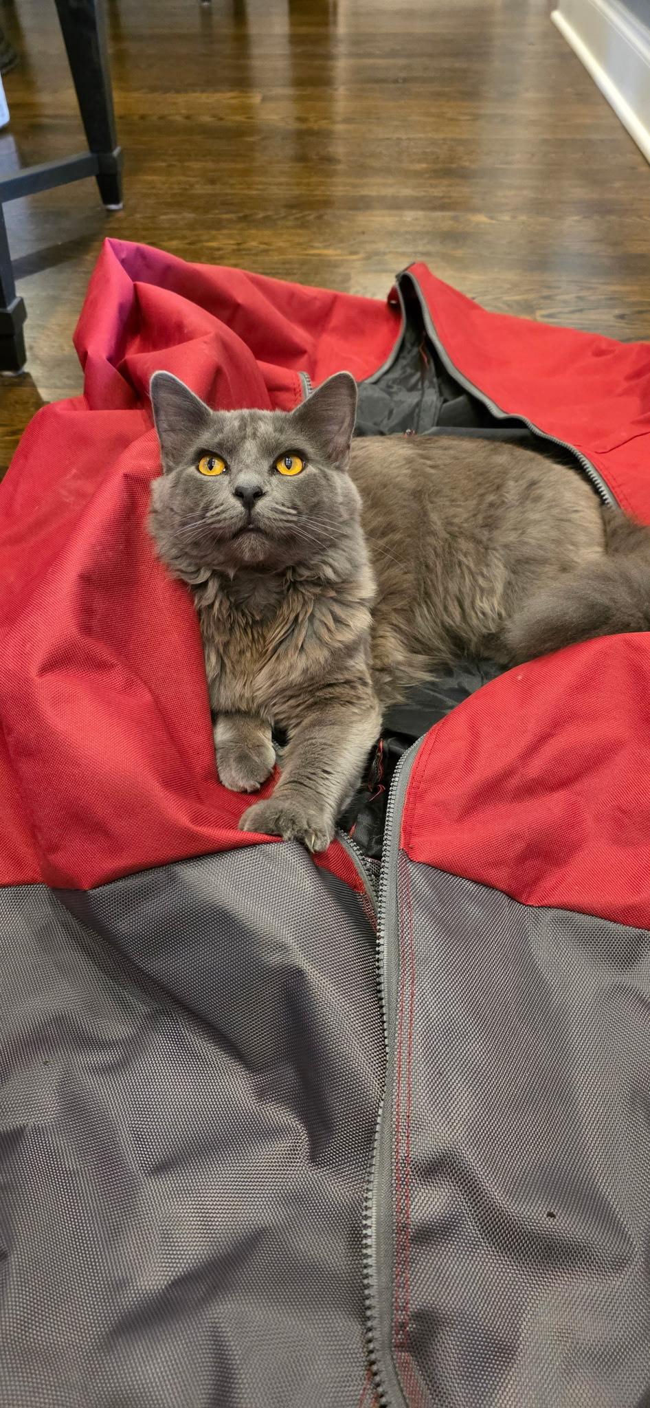 Chance, an adopted mixed breed in Murfreesboro, TN image 4/4