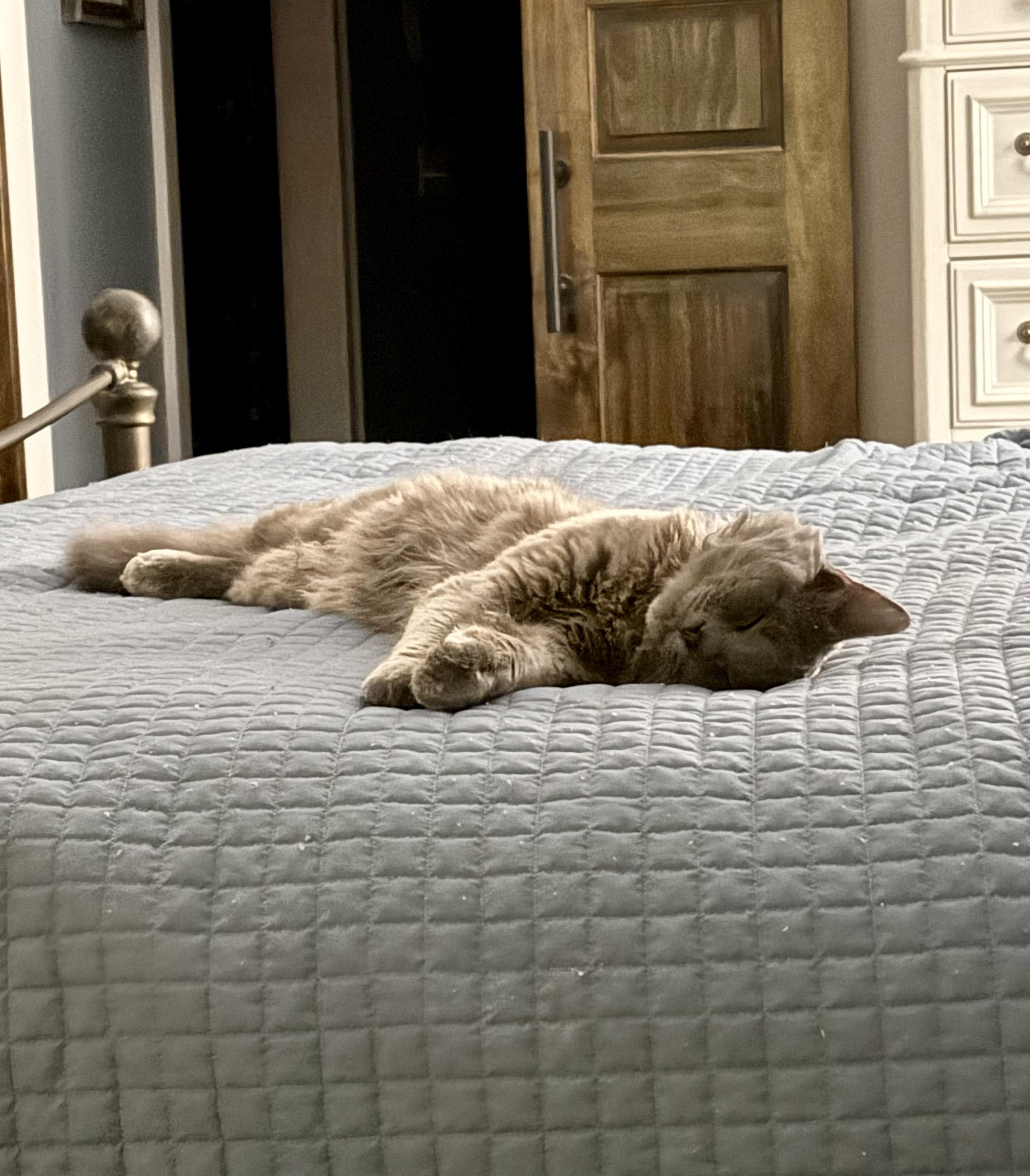 Chance, an adopted mixed breed in Murfreesboro, TN image 2/4