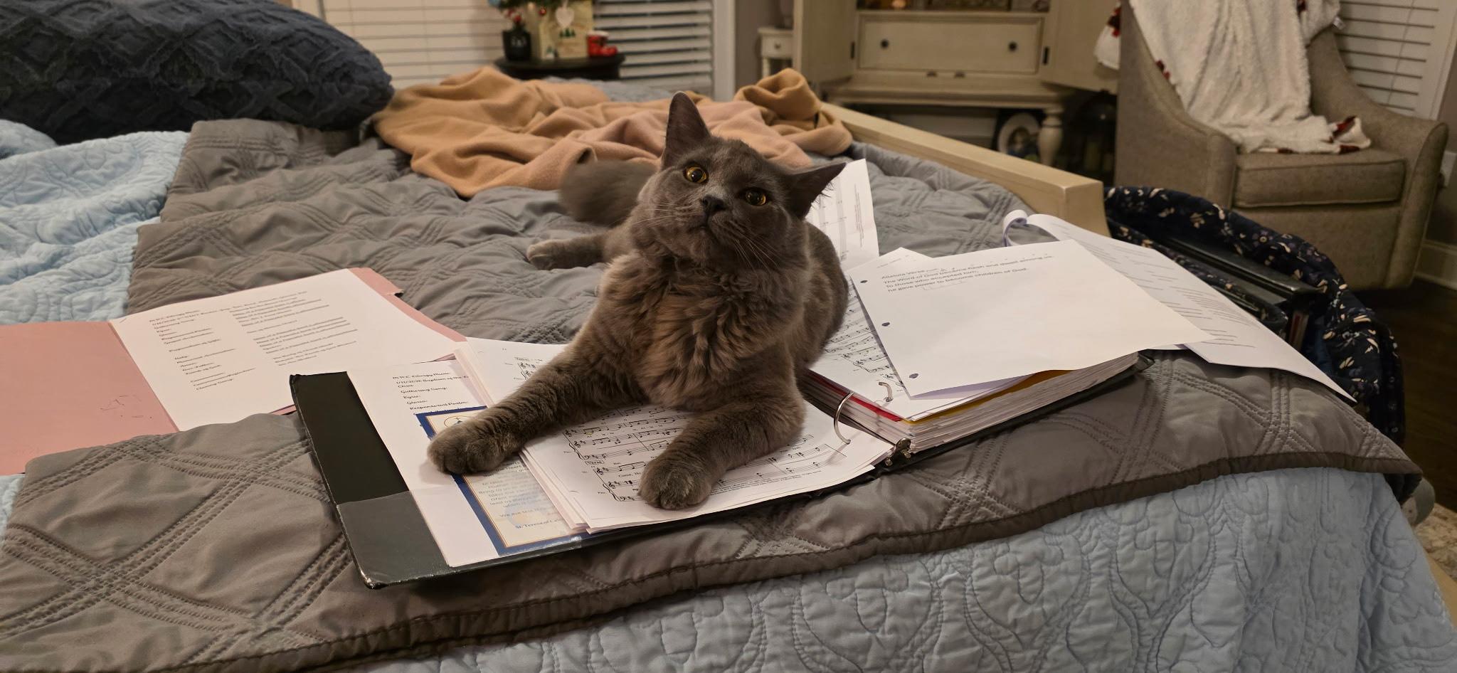 Chance, an adopted mixed breed in Murfreesboro, TN image 3/4