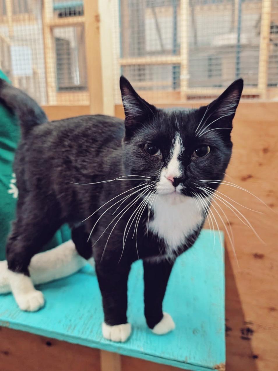 Enlarge Batman, a Adoptable Domestic Short Hair in Peace River, AB image 1/1