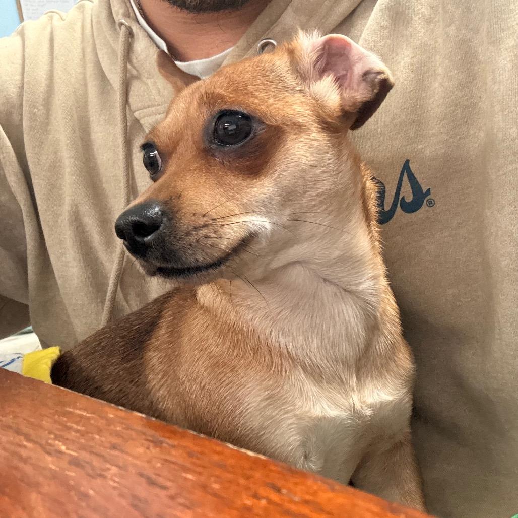 Bella, an adopted Chihuahua in Franklin, NC image 2/2