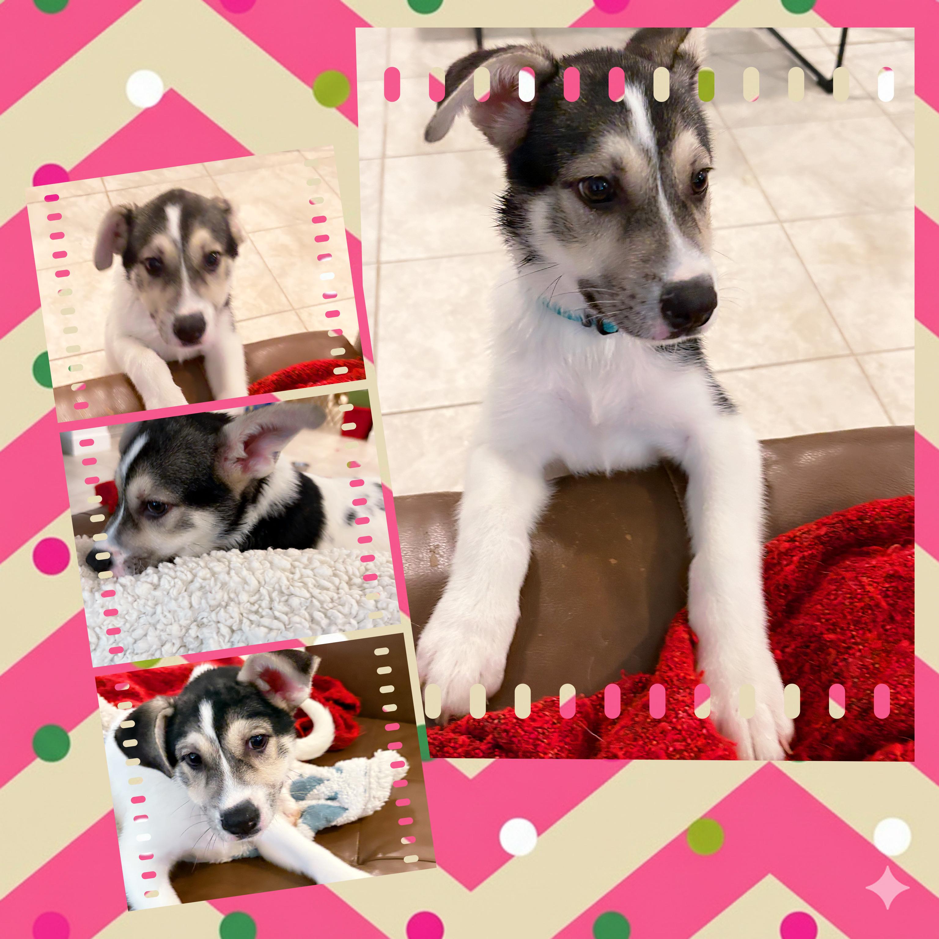 PEPPER Mint, an adopted mixed breed in Chandler, AZ image 2/5