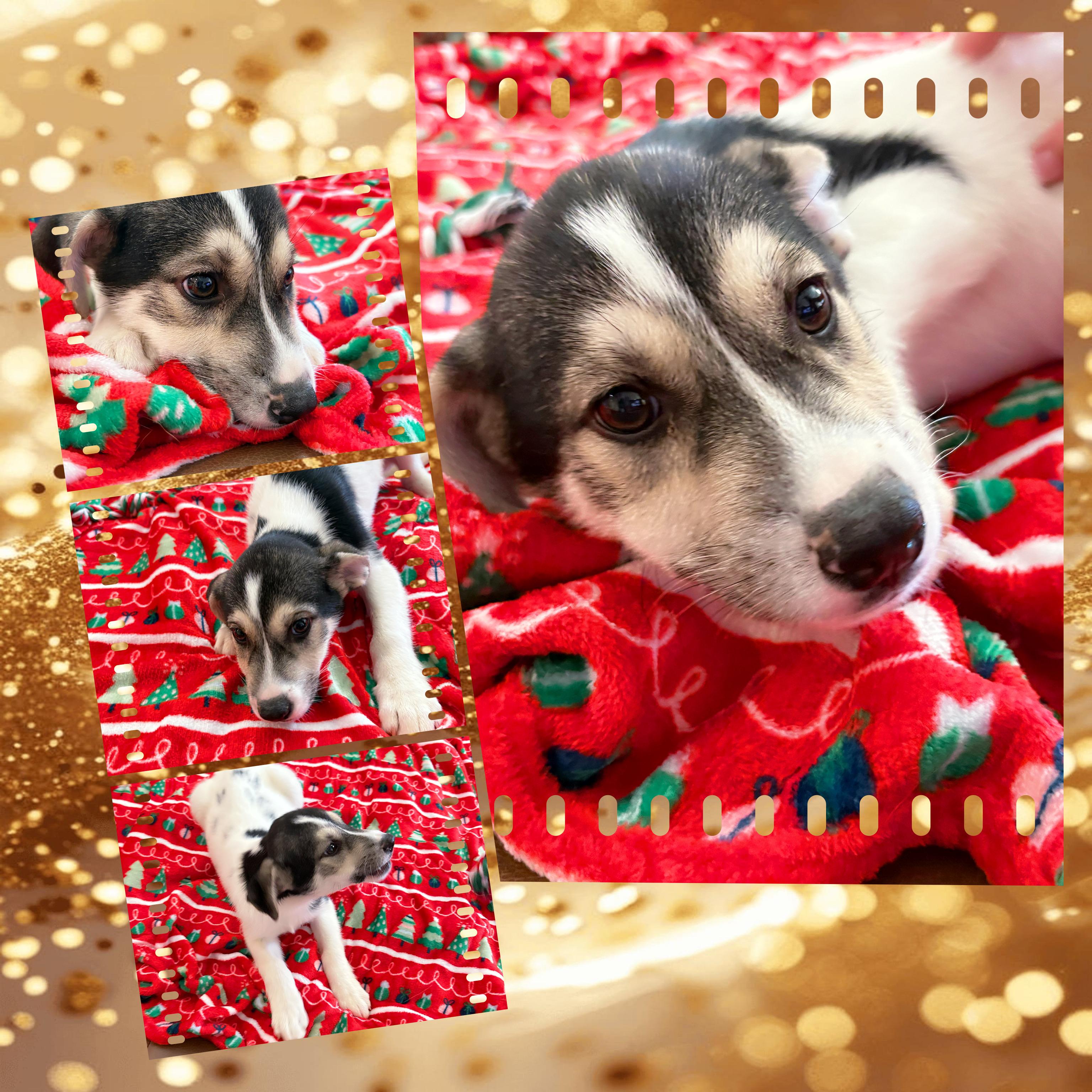 Enlarge PEPPER Mint, a ADOPTABLE mixed breed in Chandler, AZ image 1/2