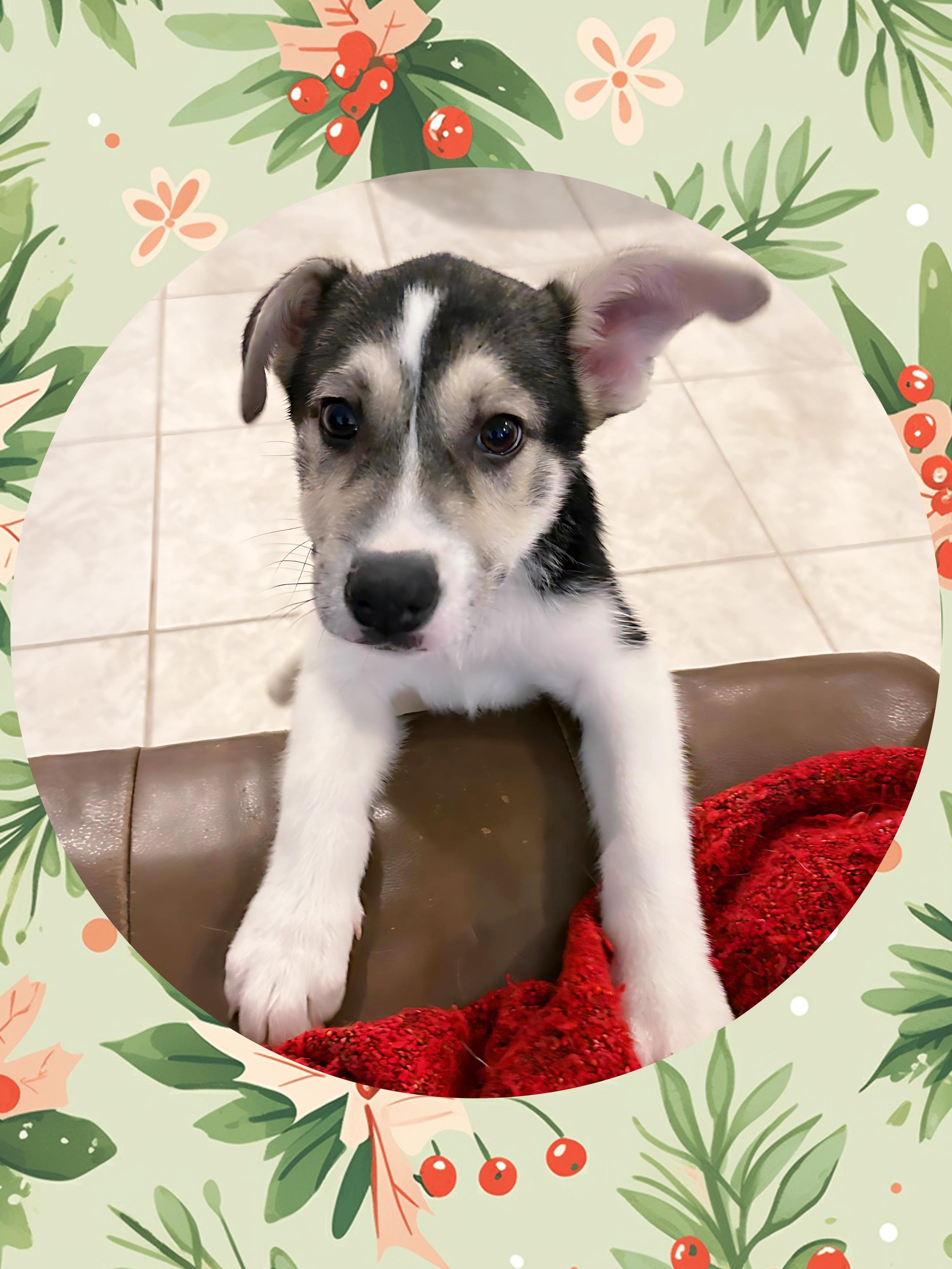 PEPPER Mint, an adopted mixed breed in Chandler, AZ image 1/5