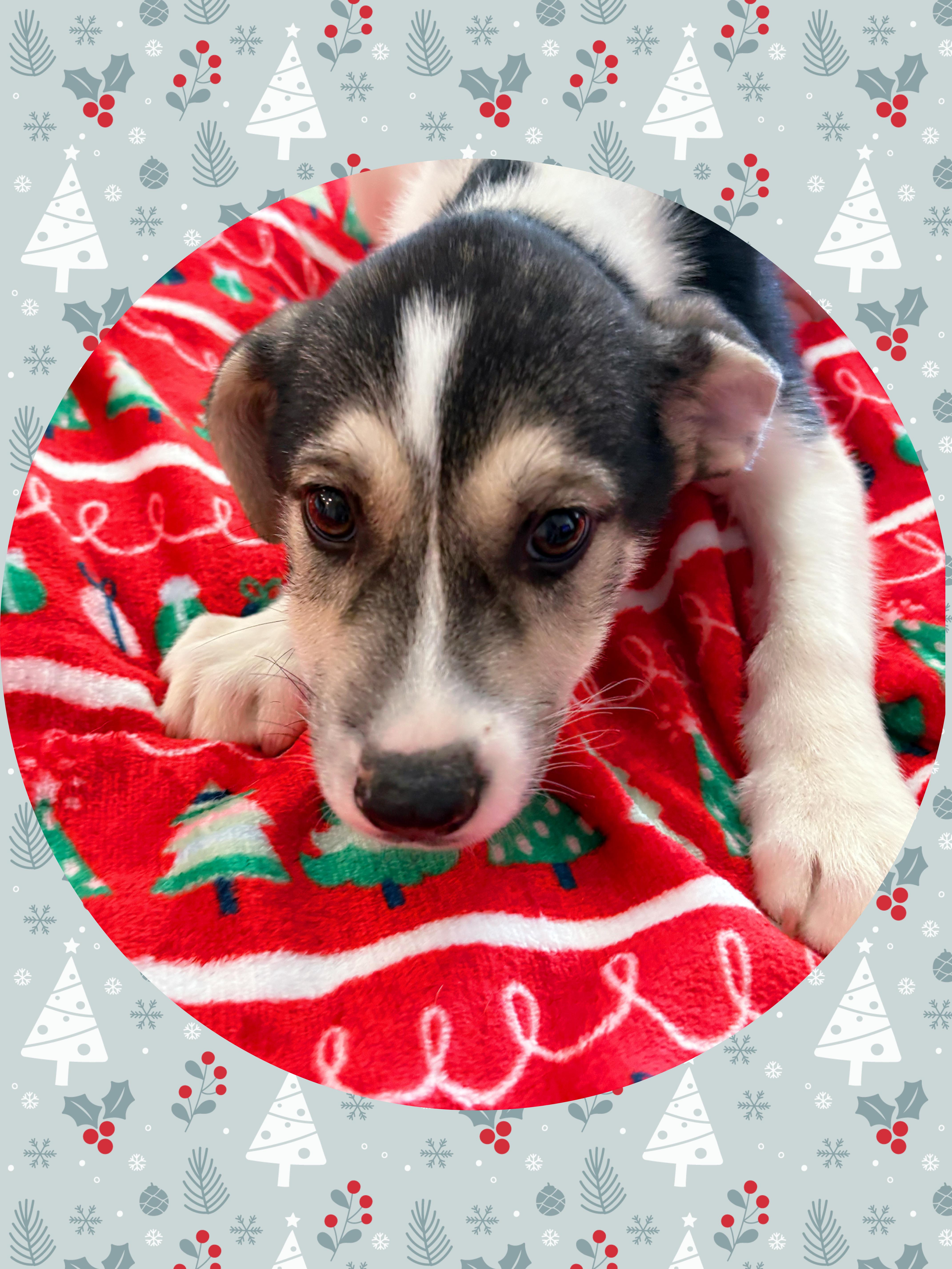 Enlarge PEPPER Mint, a ADOPTABLE mixed breed in Chandler, AZ image 2/2