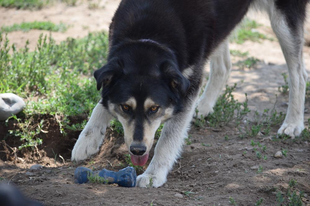 Roxy, Adoptable, Adult Female Husky & Golden Retriever.