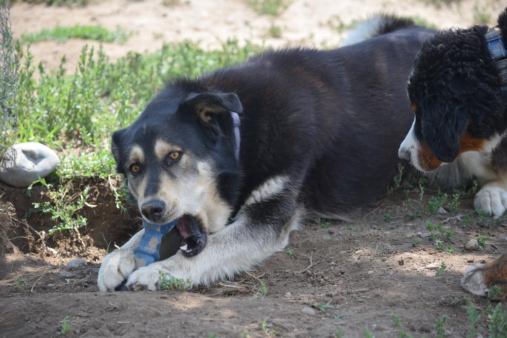 Enlarge Roxy, a Adoptable mixed breed in Salmon, ID image 2/4