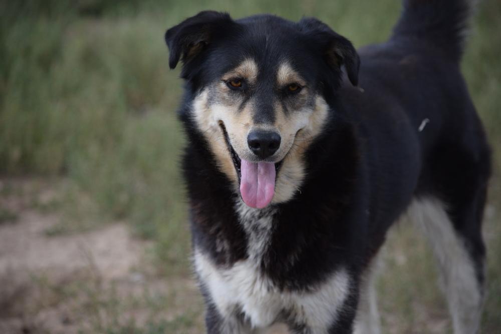 Enlarge Roxy, a Adoptable mixed breed in Salmon, ID image 3/4