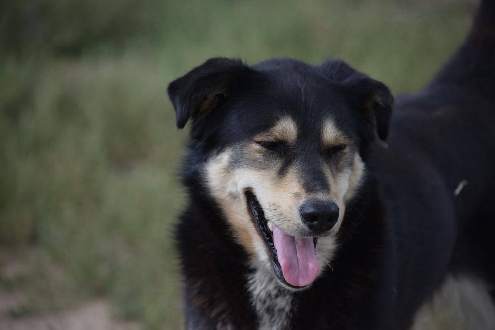 Enlarge Roxy, a Adoptable mixed breed in Salmon, ID image 4/4