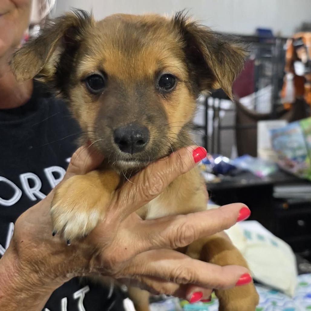 Mickey, Adoptable, Puppy Male Dachshund.