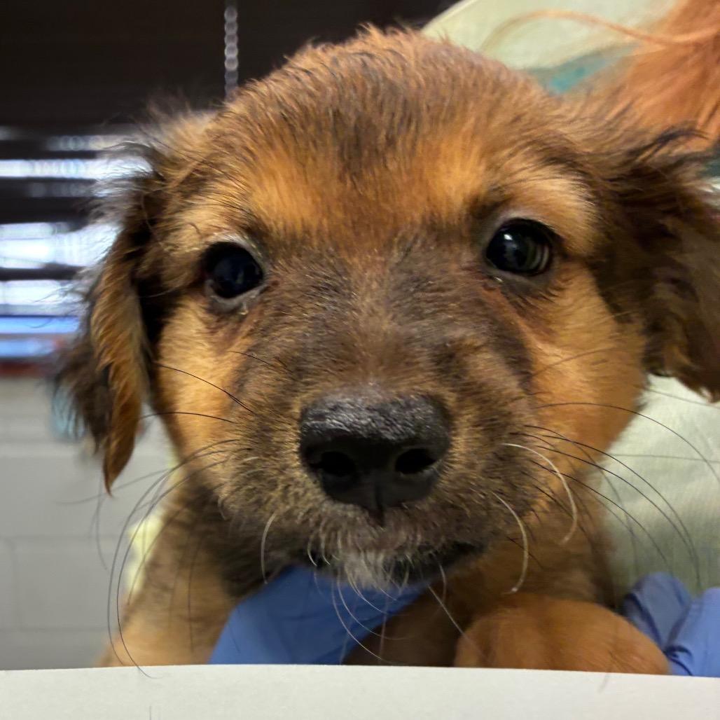 Enlarge Mickey, a Adoptable mixed breed in Amarillo, TX image 2/6