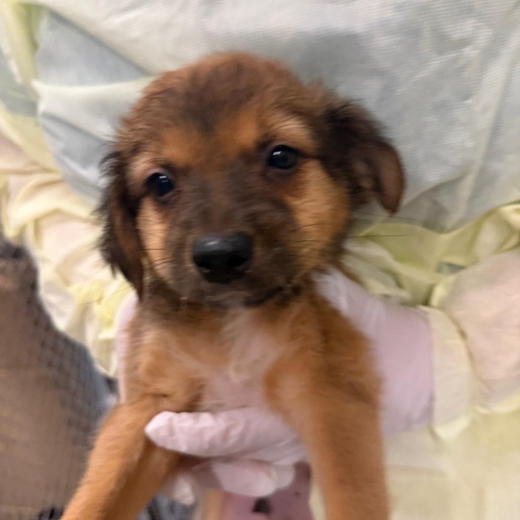 Enlarge Mickey, a Adoptable mixed breed in Amarillo, TX image 3/6