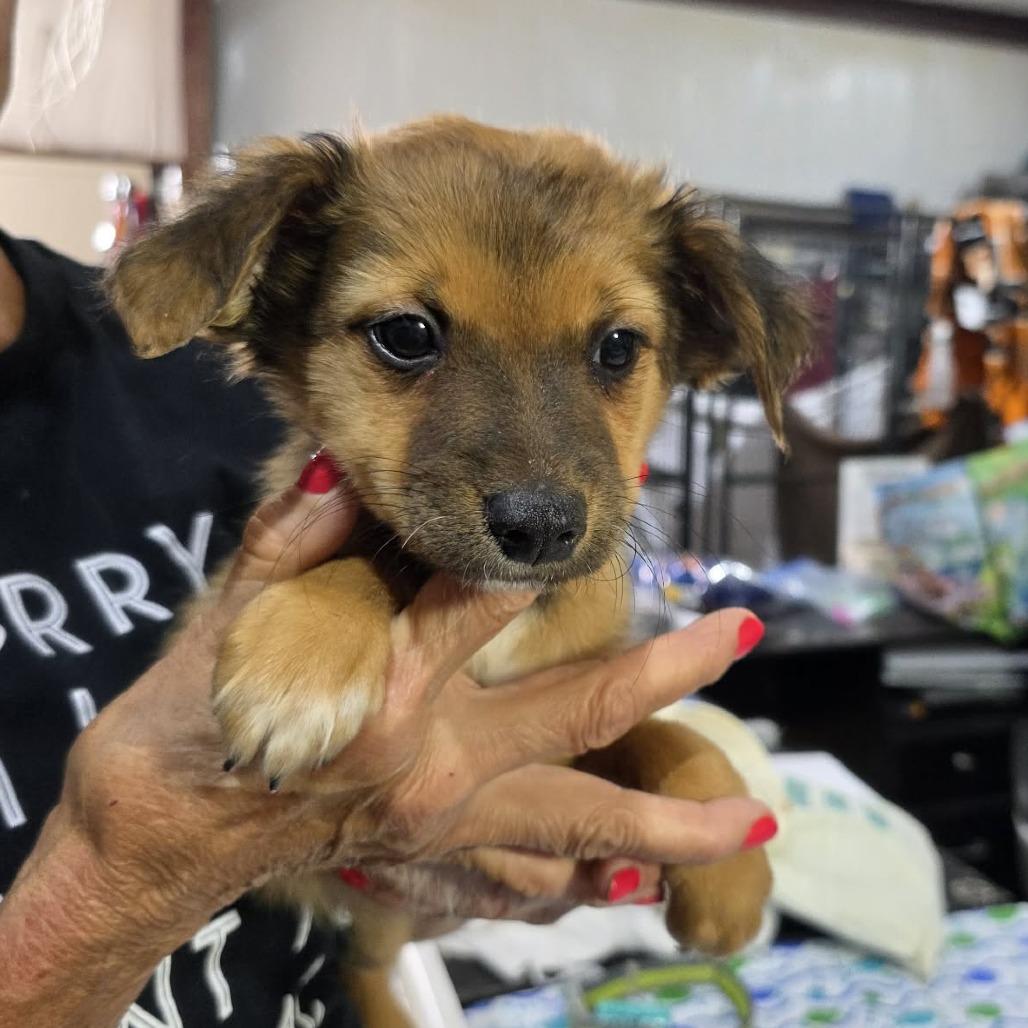 Enlarge Mickey, a Adoptable mixed breed in Amarillo, TX image 5/6