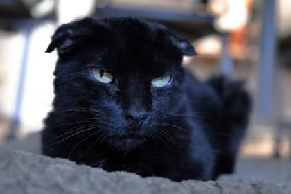 Apricot, Adoptable, Senior Female Domestic Short Hair & Domestic Short Hair.