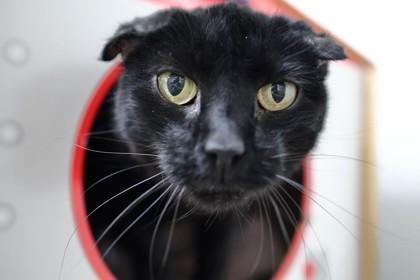 Apricot, a Adoptable Domestic Short Hair in Ringoes, NJ image 2/3